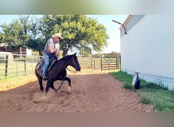 American Quarter Horse, Ruin, 12 Jaar, 152 cm, Donkere-vos