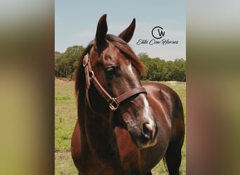 American Quarter Horse, Ruin, 12 Jaar, 152 cm, Donkere-vos
