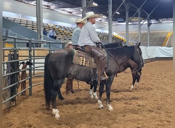 American Quarter Horse, Ruin, 12 Jaar, 152 cm, Donkere-vos