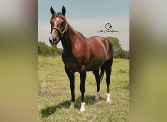 American Quarter Horse, Ruin, 12 Jaar, 152 cm, Donkere-vos