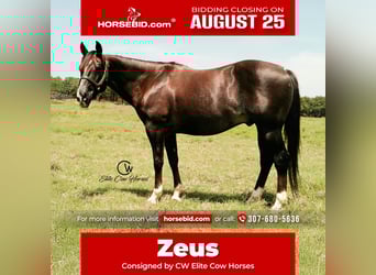 American Quarter Horse, Ruin, 12 Jaar, 152 cm, Donkere-vos