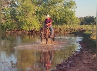 American Quarter Horse, Ruin, 12 Jaar, 152 cm, Donkere-vos