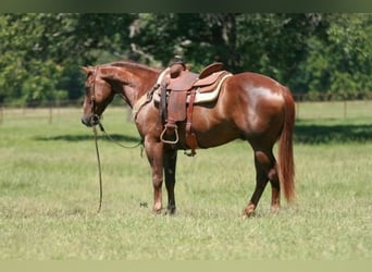 American Quarter Horse, Ruin, 12 Jaar, 152 cm, Donkere-vos