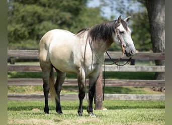 American Quarter Horse, Ruin, 12 Jaar, 152 cm, Falbe