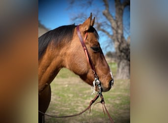 American Quarter Horse, Ruin, 12 Jaar, 152 cm, Falbe