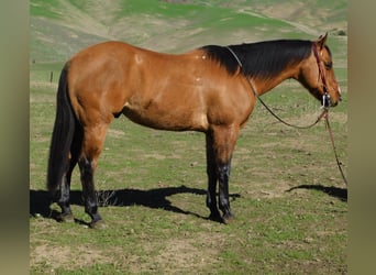 American Quarter Horse, Ruin, 12 Jaar, 152 cm, Falbe