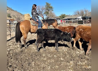 American Quarter Horse, Ruin, 12 Jaar, 152 cm, Falbe