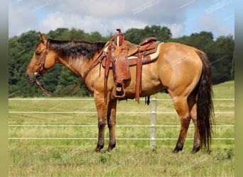 American Quarter Horse, Ruin, 12 Jaar, 152 cm, Falbe