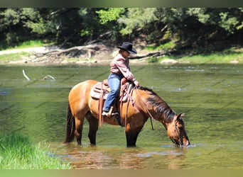 American Quarter Horse, Ruin, 12 Jaar, 152 cm, Falbe