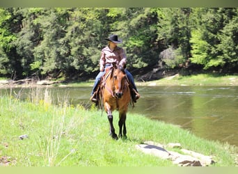 American Quarter Horse, Ruin, 12 Jaar, 152 cm, Falbe