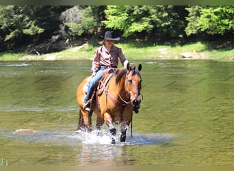 American Quarter Horse, Ruin, 12 Jaar, 152 cm, Falbe