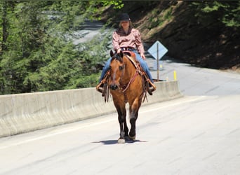 American Quarter Horse, Ruin, 12 Jaar, 152 cm, Falbe