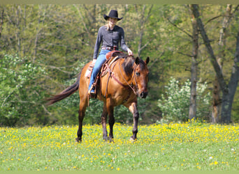 American Quarter Horse, Ruin, 12 Jaar, 152 cm, Falbe