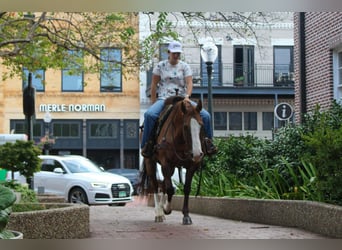 American Quarter Horse, Ruin, 12 Jaar, 152 cm, Falbe