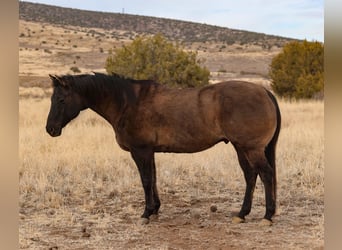 American Quarter Horse, Ruin, 12 Jaar, 152 cm, Grullo