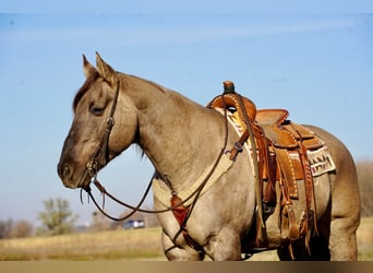 American Quarter Horse, Ruin, 12 Jaar, 152 cm, Grullo