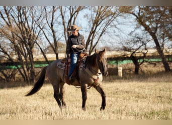 American Quarter Horse, Ruin, 12 Jaar, 152 cm, Grullo
