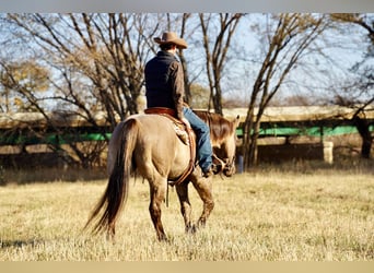 American Quarter Horse, Ruin, 12 Jaar, 152 cm, Grullo
