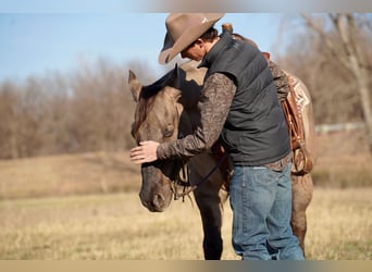 American Quarter Horse, Ruin, 12 Jaar, 152 cm, Grullo