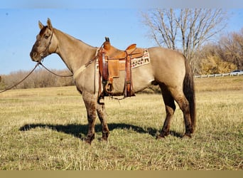 American Quarter Horse, Ruin, 12 Jaar, 152 cm, Grullo