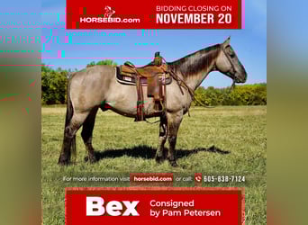 American Quarter Horse, Ruin, 12 Jaar, 152 cm, Grullo