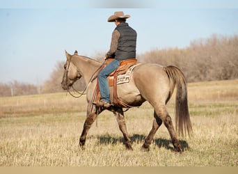 American Quarter Horse, Ruin, 12 Jaar, 152 cm, Grullo