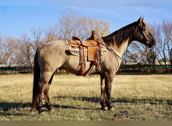 American Quarter Horse, Ruin, 12 Jaar, 152 cm, Grullo