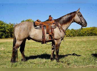 American Quarter Horse, Ruin, 12 Jaar, 152 cm, Grullo