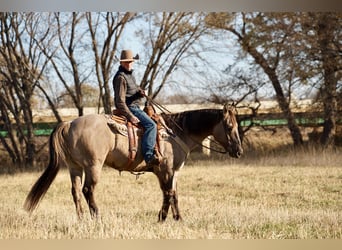 American Quarter Horse, Ruin, 12 Jaar, 152 cm, Grullo