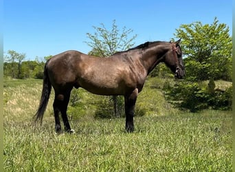 American Quarter Horse, Ruin, 12 Jaar, 152 cm, Grullo