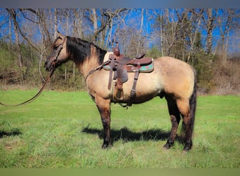 American Quarter Horse, Ruin, 12 Jaar, 152 cm, Grullo