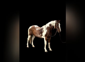 American Quarter Horse, Ruin, 12 Jaar, 152 cm, Overo-alle-kleuren