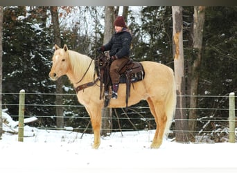 American Quarter Horse, Ruin, 12 Jaar, 152 cm, Palomino