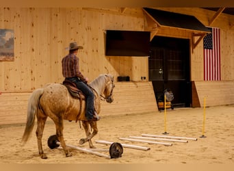 American Quarter Horse, Ruin, 12 Jaar, 152 cm, Palomino