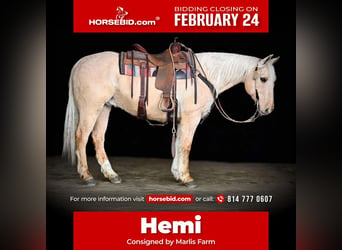 American Quarter Horse, Ruin, 12 Jaar, 152 cm, Palomino