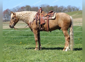 American Quarter Horse, Ruin, 12 Jaar, 152 cm, Palomino