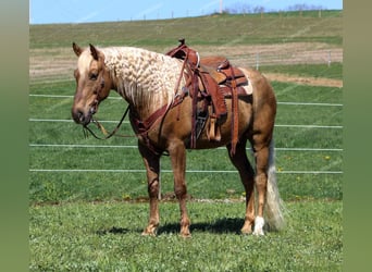American Quarter Horse, Ruin, 12 Jaar, 152 cm, Palomino