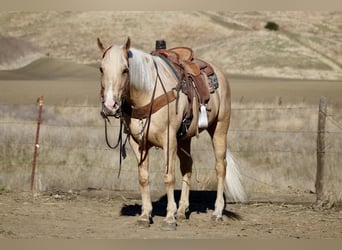 American Quarter Horse, Ruin, 12 Jaar, 152 cm, Palomino