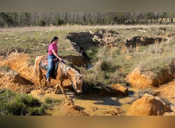 American Quarter Horse, Ruin, 12 Jaar, 152 cm, Palomino
