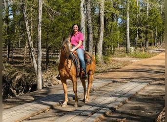American Quarter Horse, Ruin, 12 Jaar, 152 cm, Palomino