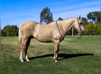 American Quarter Horse, Ruin, 12 Jaar, 152 cm, Palomino