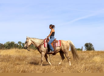 American Quarter Horse, Ruin, 12 Jaar, 152 cm, Palomino