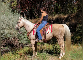 American Quarter Horse, Ruin, 12 Jaar, 152 cm, Palomino