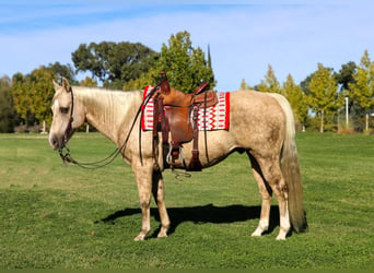 American Quarter Horse, Ruin, 12 Jaar, 152 cm, Palomino