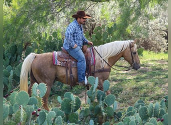 American Quarter Horse, Ruin, 12 Jaar, 152 cm, Palomino