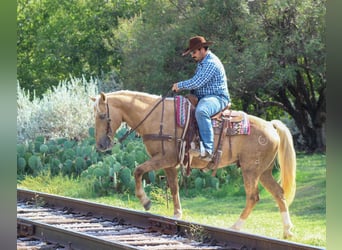 American Quarter Horse, Ruin, 12 Jaar, 152 cm, Palomino