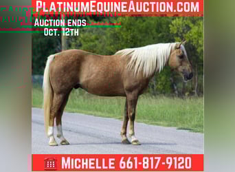American Quarter Horse, Ruin, 12 Jaar, 152 cm, Palomino