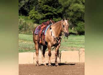 American Quarter Horse, Ruin, 12 Jaar, 152 cm, Palomino