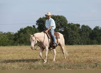 American Quarter Horse, Ruin, 12 Jaar, 152 cm, Perlino