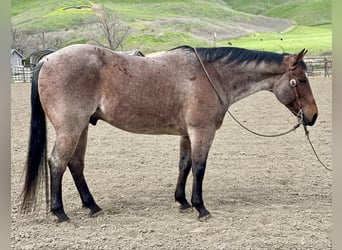 American Quarter Horse, Ruin, 12 Jaar, 152 cm, Roan-Bay
